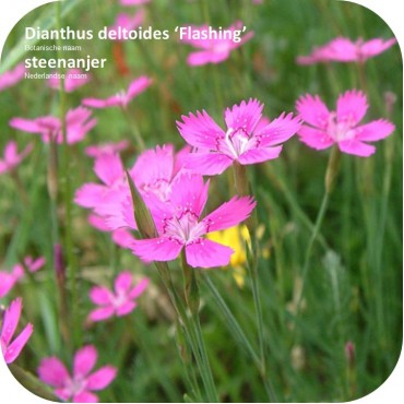 Dianthus deltoides ‘Flashing’ - steenanjer